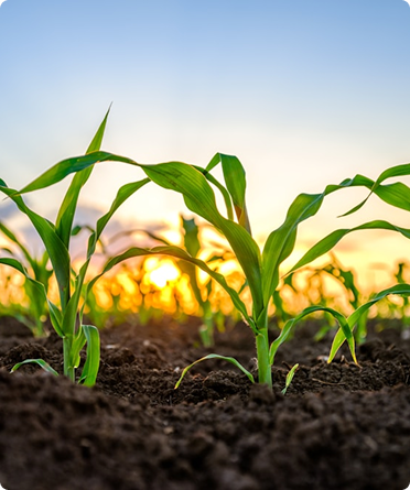 Empresa do agronegócio